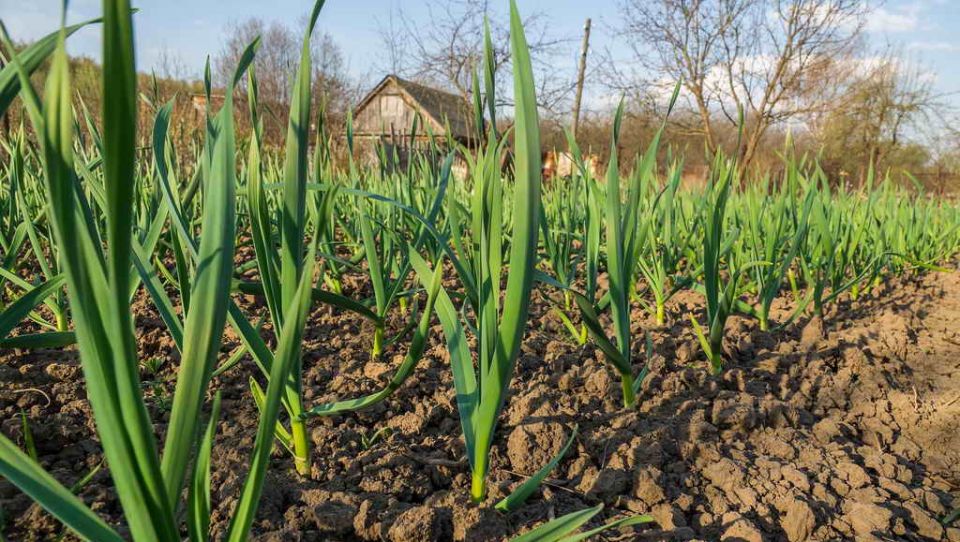 Почему желтеют листья чеснока: основные причины и советы по уходу