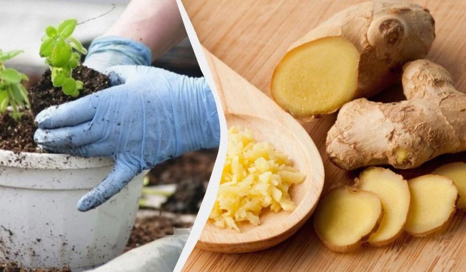 Как успешно вырастить имбирь дома: секреты экспертов