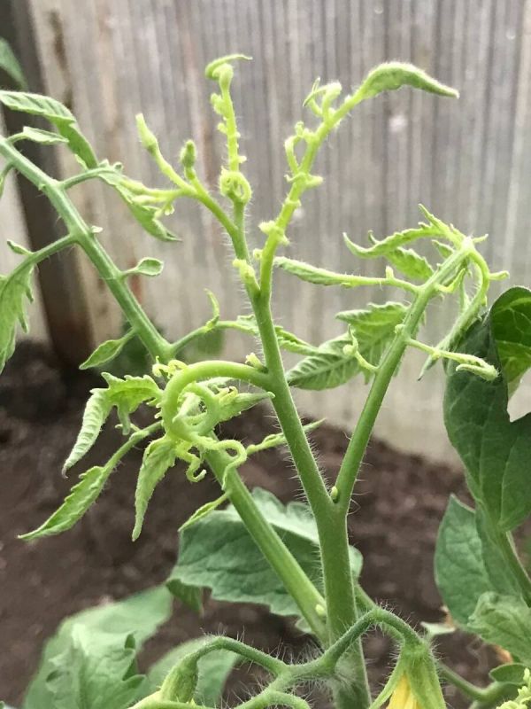 Мелкие и закрученные листья томатов: причины и решения проблемы