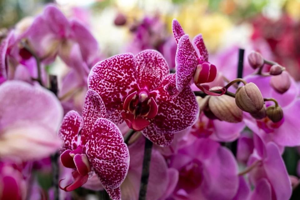 Секрет успешного цветения орхидей: простые шаги к новой жизни