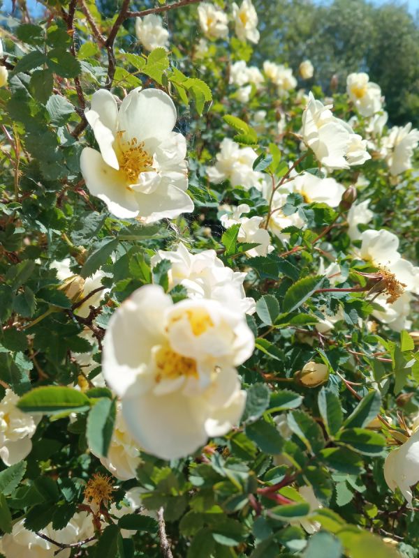 Путешествие в сердце Беларуси: воспоминания и переживания перед поездкой