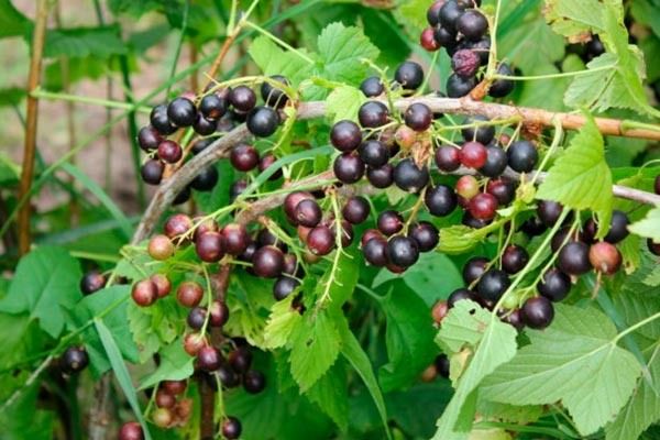 Смородина Литвиновская: что известно о перспективном сорте