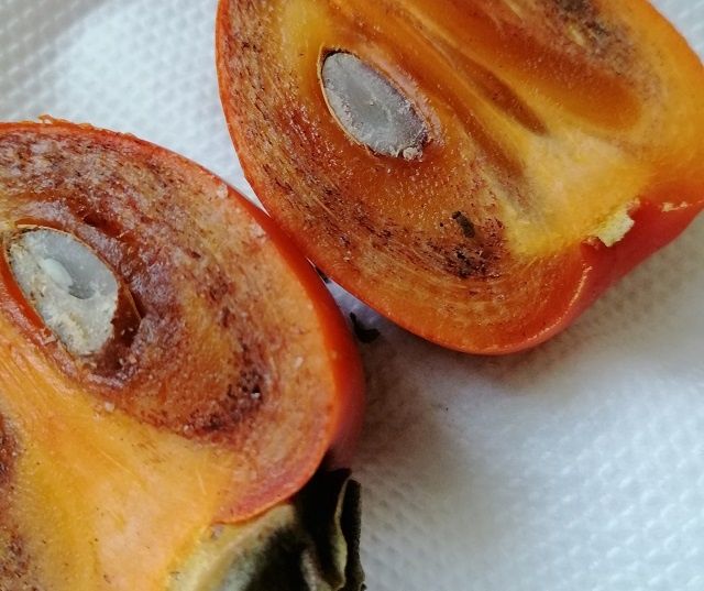 Как навсегда избавиться от мошек в квартире: практические советы