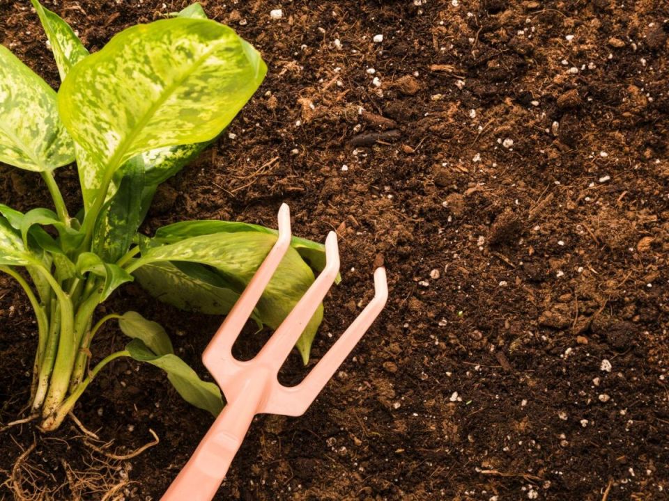 Муравьи на вашем участке: как быстро избавиться от нежелательных гостей