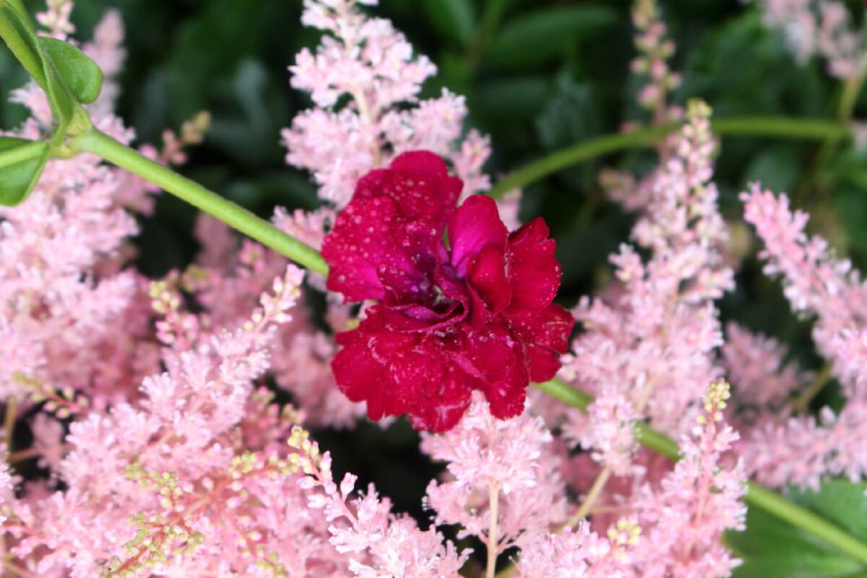 Лихнис корончатый "Gardener's World": стоит ли мечта об идеальном саде?