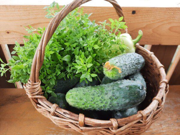 Секреты успешного ухода за огурцами