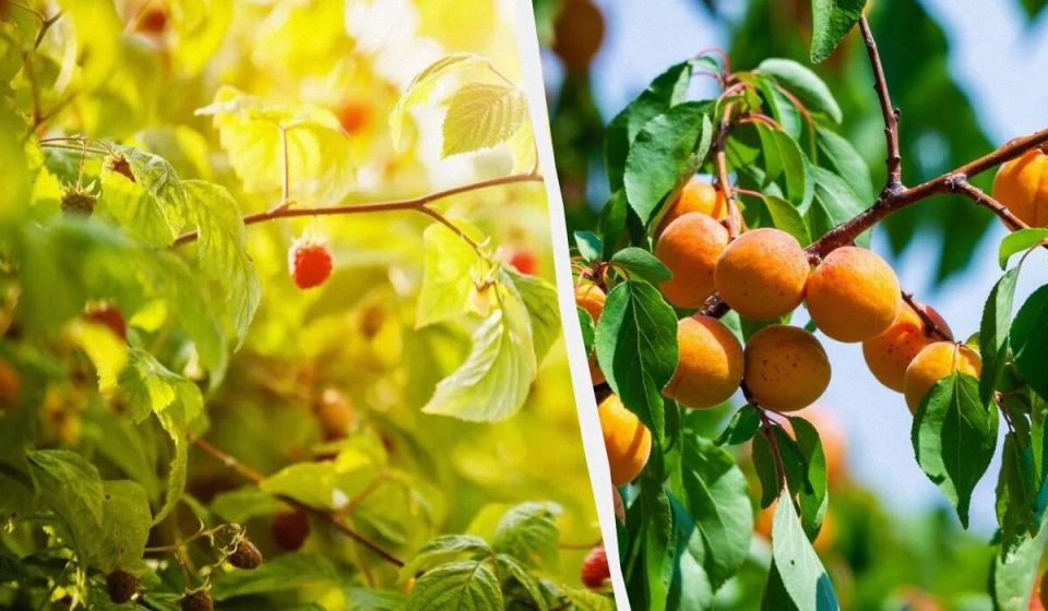 Как правильно использовать осень для посадки деревьев и кустарников на даче