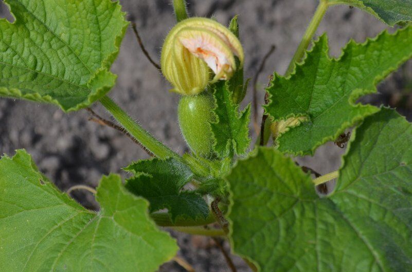Почему кабачки не плодоносят? Разбираемся в причинах пустоцветов