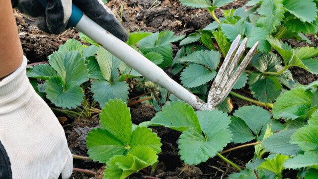 Сорняки не смогут устоять: как бороться с ними 18 июня