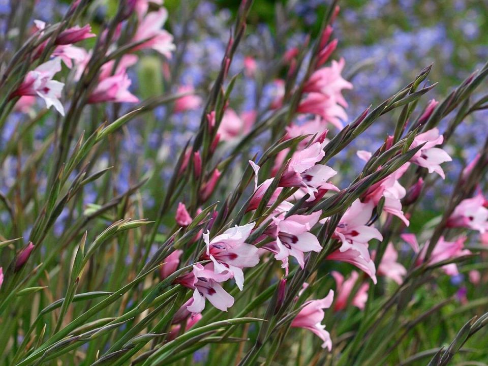 Как добиться шикарного цветения гладиолусов: эффективные советы дачников