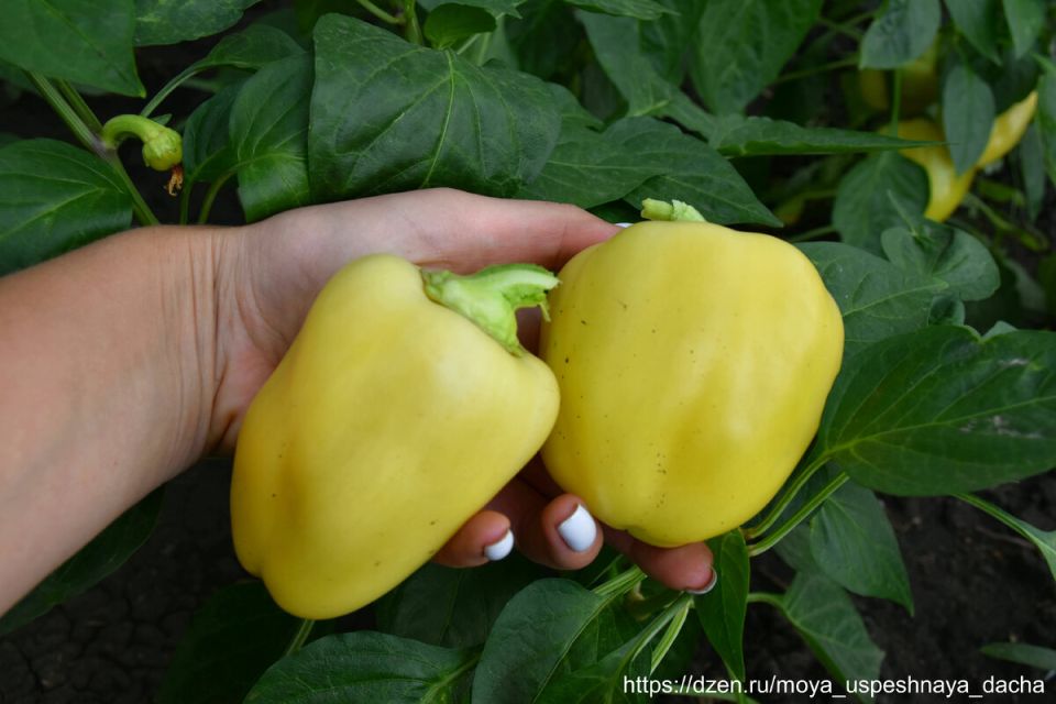 Перец "Лимонное чудо": ранний урожай с максимальной устойчивостью к непогоде и болезням