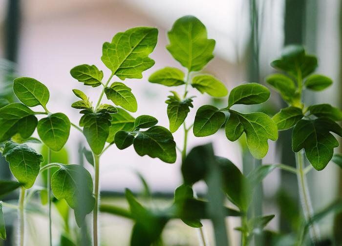 Как добиться рекордного урожая томатов: секреты идеального удобрения