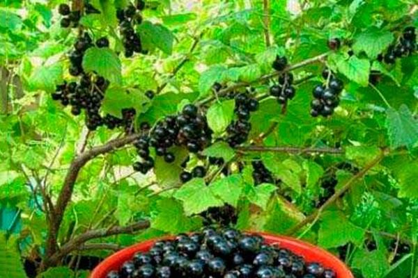 Смородина Багира: секреты успешного выращивания и потрясающий урожай