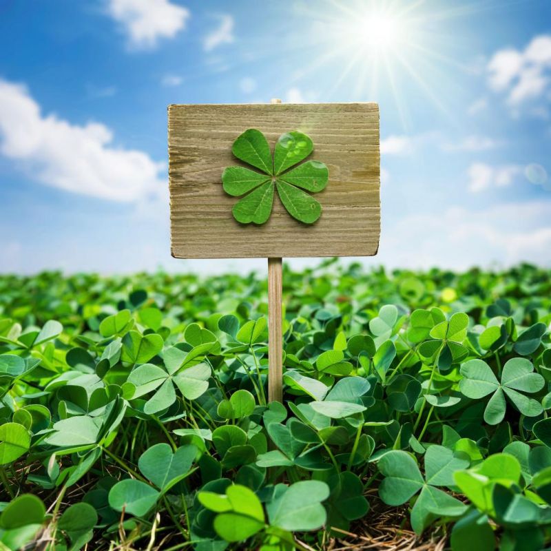 Клевер: 5 уникальных сортов для вашего сада