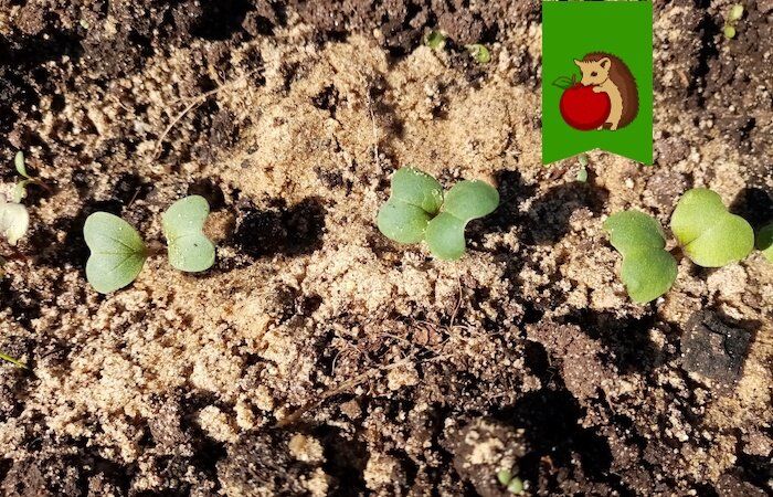 Как достичь идеального урожая редиса: секреты успешного полива и ухода