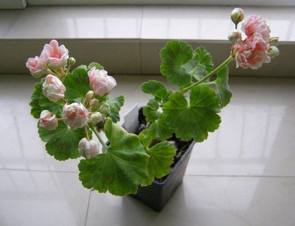 Как выбрать растения для детской: безопасные и красивые варианты