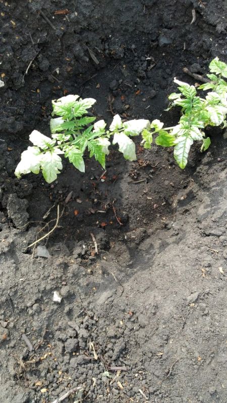 Как сохранить ваш урожай: советы для дачников против вредных рекомендаций