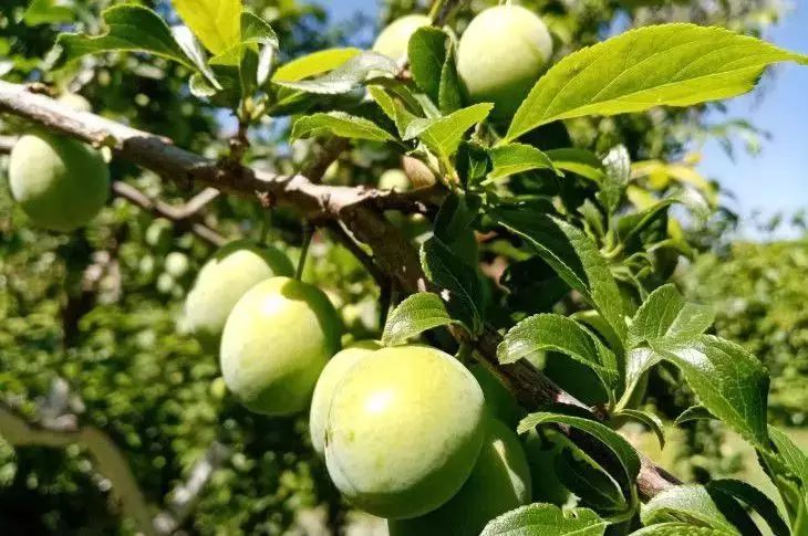 Слива — секрет похудения и молодости кожи: польза, о которой вы не знали