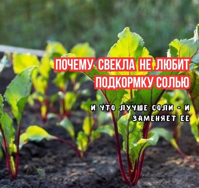 Секреты подкормки свеклы: сахар или соль?