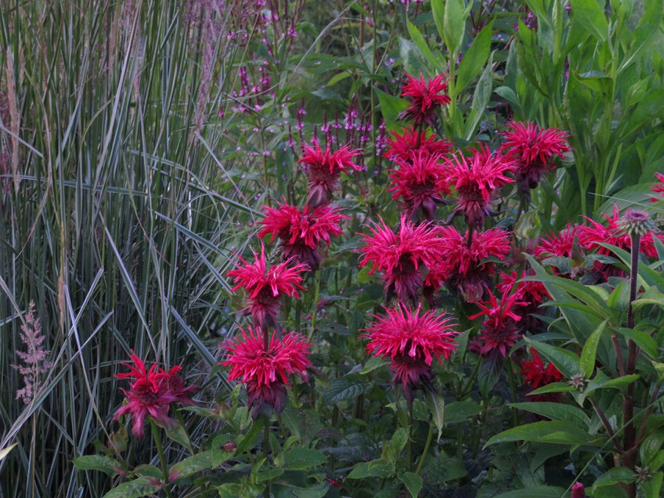 Как вырастить монарду из семян: секреты и советы