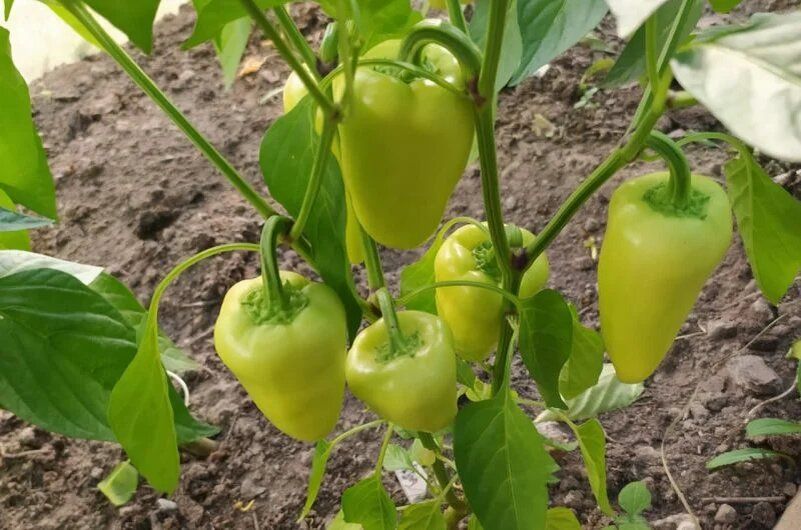 Как ускорить созревание перца в условиях короткого дня