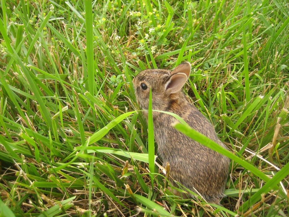 Как защитить свой урожай от зайцев: эффективные стратегии для садоводов