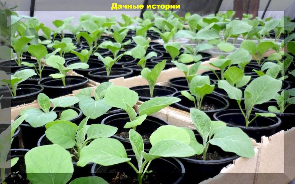 Выращивание баклажанов: секреты успеха и основные проблемы