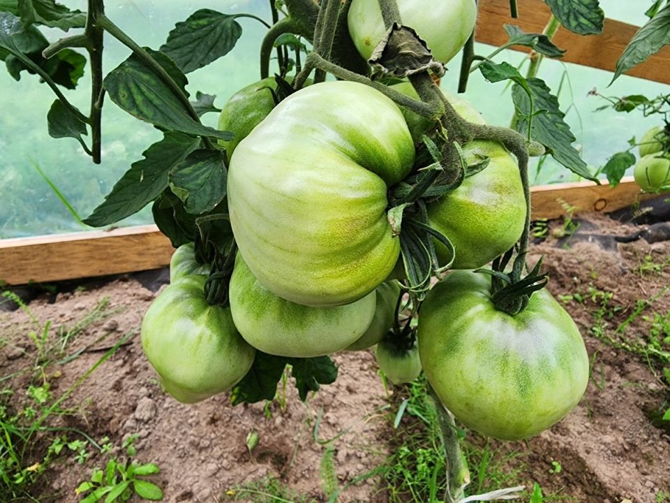 Тайны успешного урожая: секреты подкормки томатов в августе