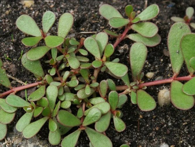 Портулак: волшебный сорняк, который можно смело добавлять в блюда