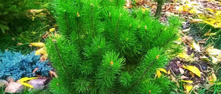 Хвойный настой: надежный щит для ваших растений