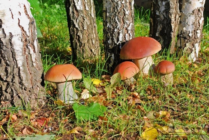 Где не стоит собирать грибы: штрафы и риски для любителей тихой охоты