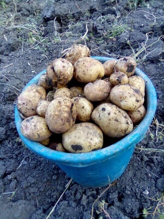 Как правильно хранить картошку: секреты от экспертов