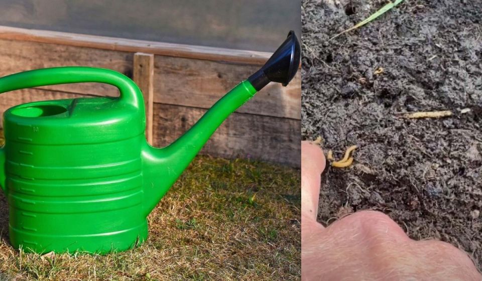 Эффективные стратегии борьбы с проволочником в осенний период