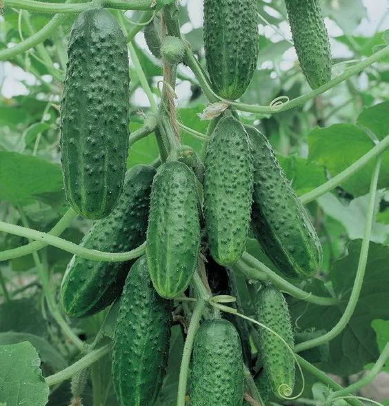 Как сохранить урожай огурцов в жару: простые и доступные советы