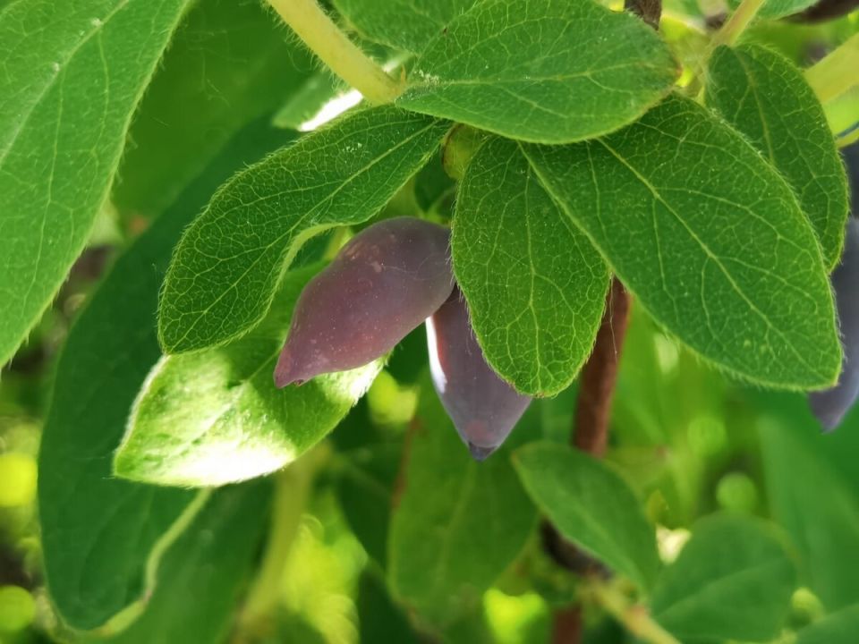 Почему жимолость иногда оказывается горькой и как исправить ситуацию