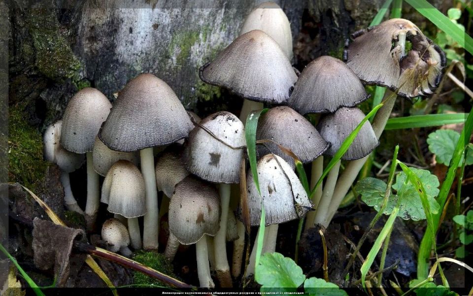 Грибы в саду: полезные помощники или скрытые враги на вашем участке?