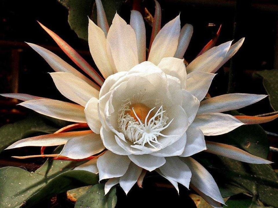 Топ-6 самых роскошных комнатных растений: от фикуса до бонсая за миллион долларов