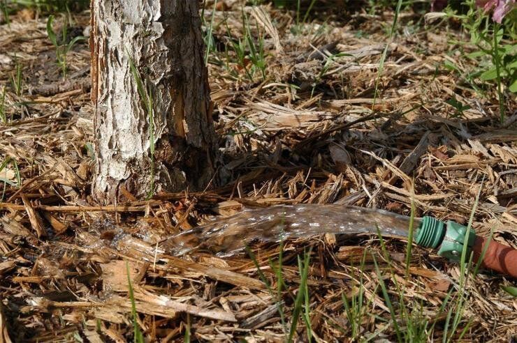 Осень в саду: секреты успешной подготовки к зиме