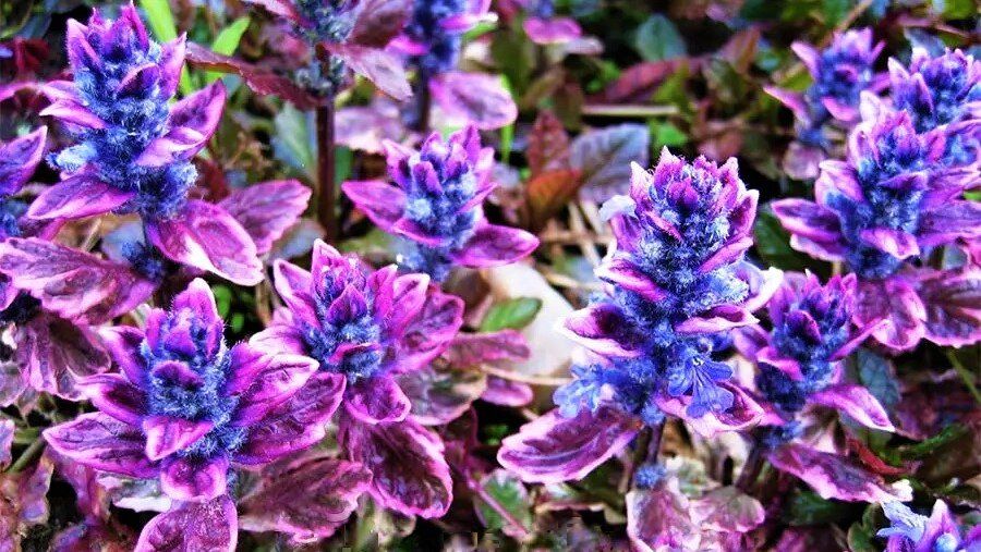 Как выбрать идеальные многолетники для своего сада: красивые и неприхотливые растения