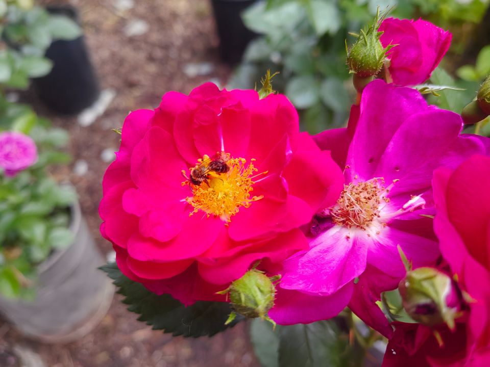 Канадские розы: лучшие друзья садоводов в условиях сурового климата