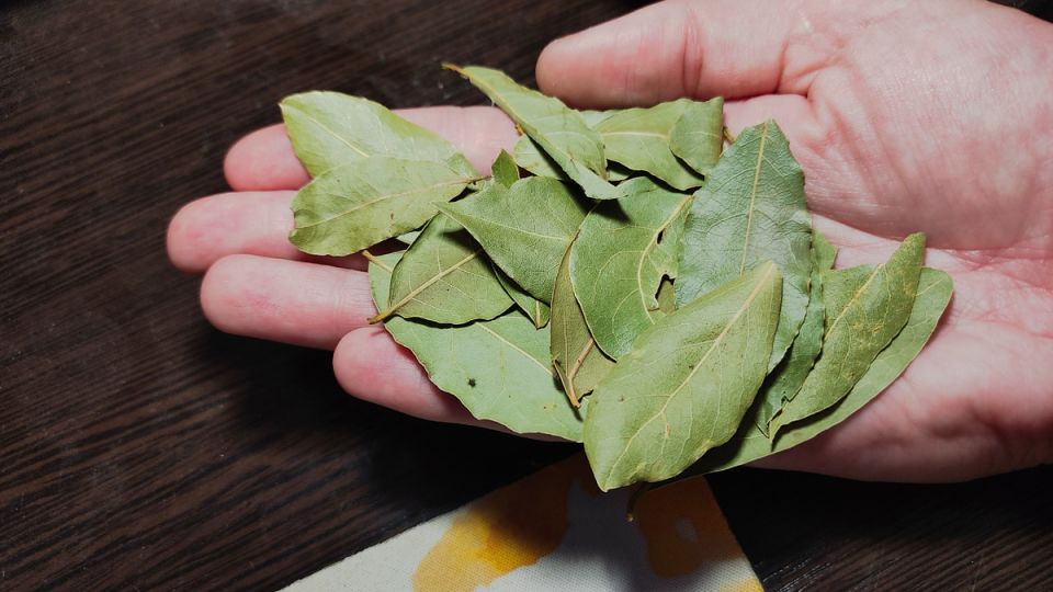 Лавровый лист в быту: удивительные преимущества, о которых вы не подозревали