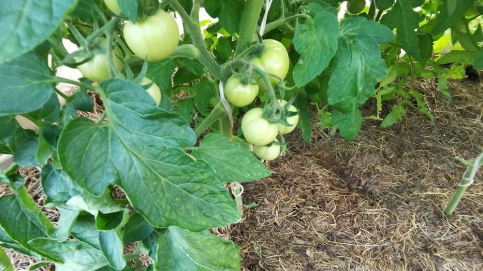 Спасение Томатов: Как Правильное Мульчирование Делает Чудеса