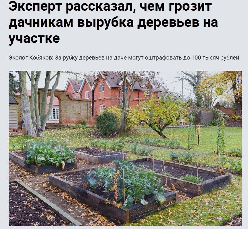 Штрафы за вырубку деревьев: реальность или миф для дачников?