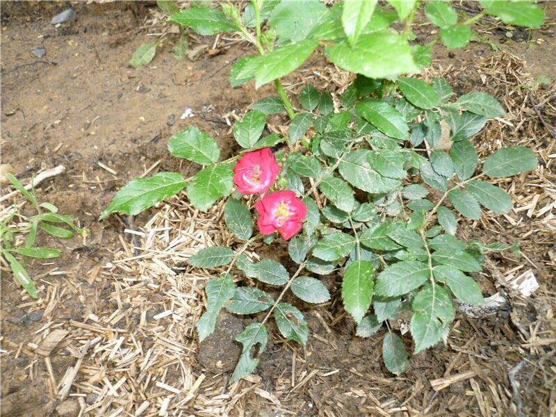 Когда роза превращается в шиповник: что делать с дикими побегами