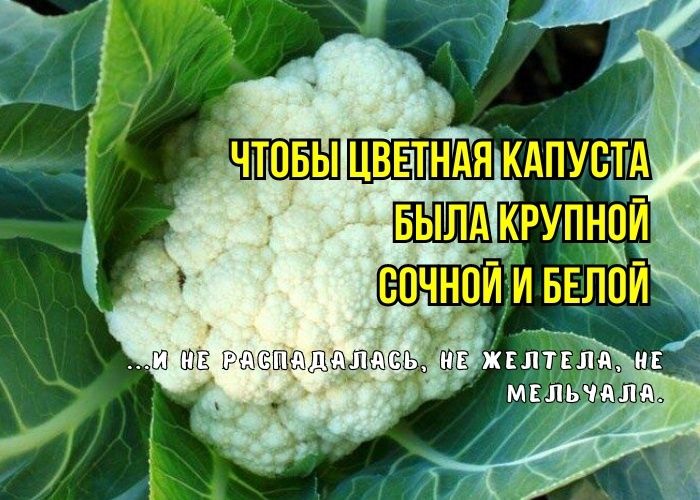 Почему цветная капуста не радует урожаем: три главных причины и решения от агрономов