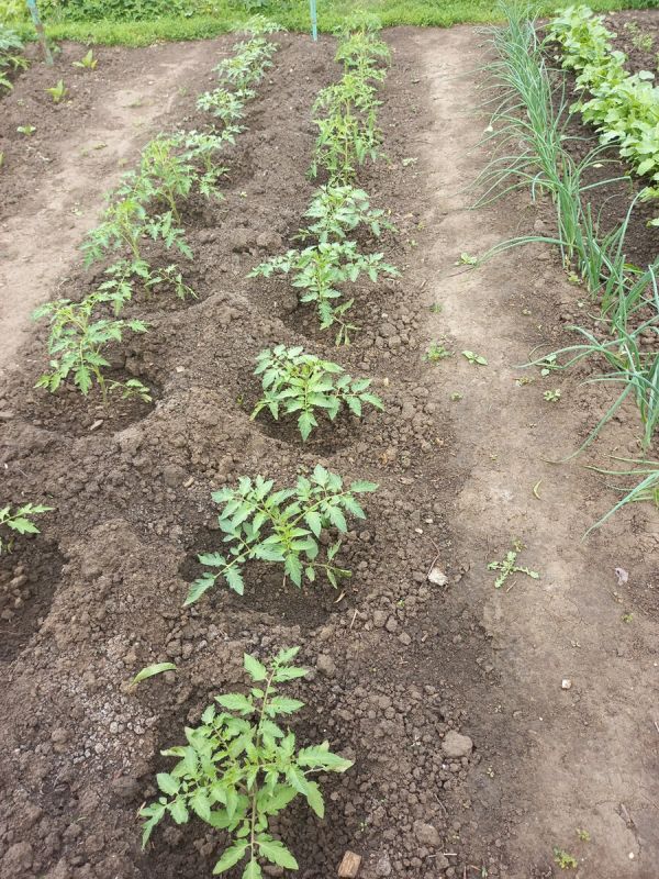 Пасынкование низкорослых томатов: секреты для богатого урожая