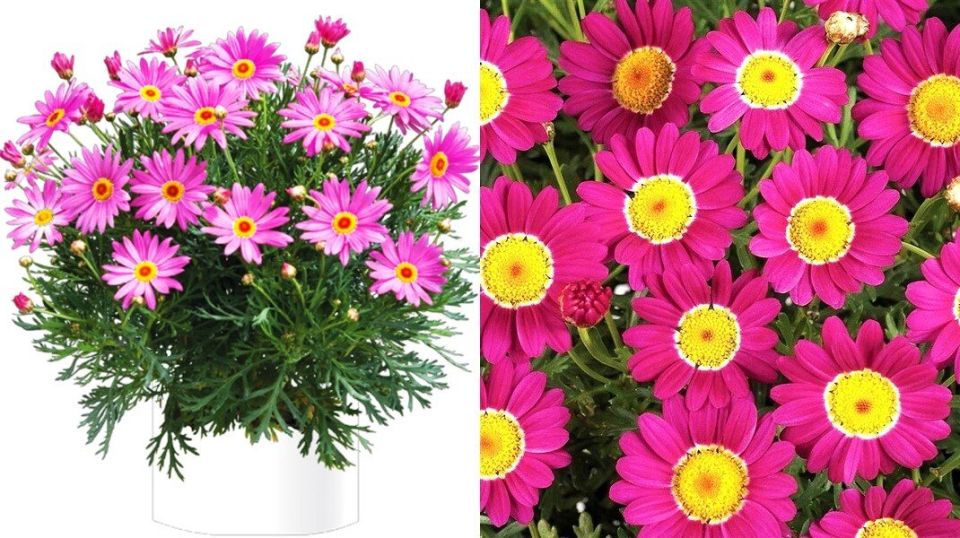 Аргирантемум: цветочный праздник с конца весны до осени