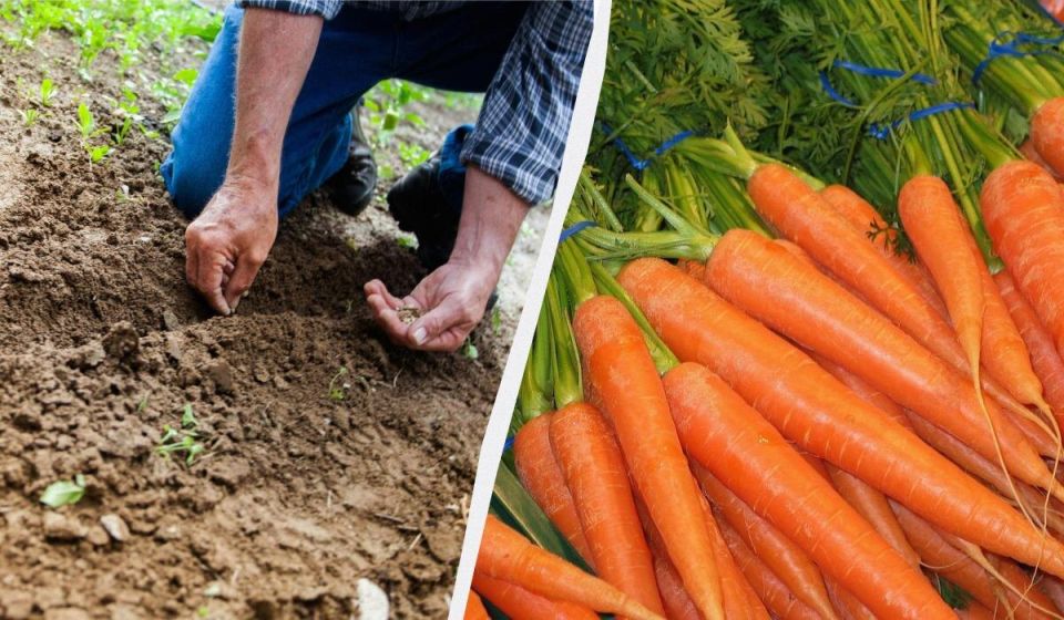Как правильно посадить морковь в открытом грунте в 2025 году: самые удачные дни