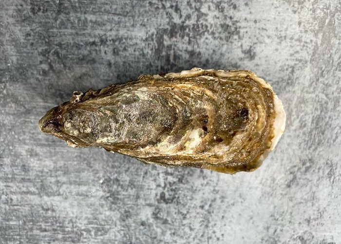 Устрицы Олерон: История и Вкус Итога Французского Побережья