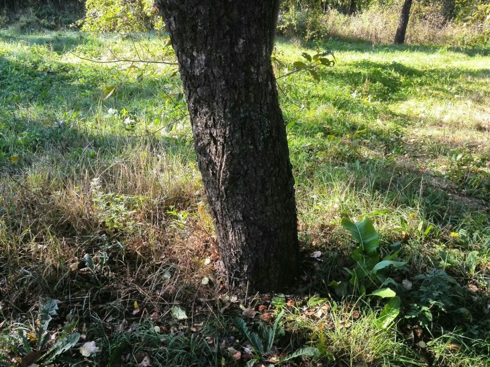 Уникальный подход к защите яблони: ловчий пояс